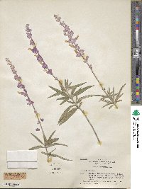 Salvia leucantha image