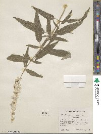 Salvia leucantha image