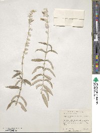 Salvia leucantha image