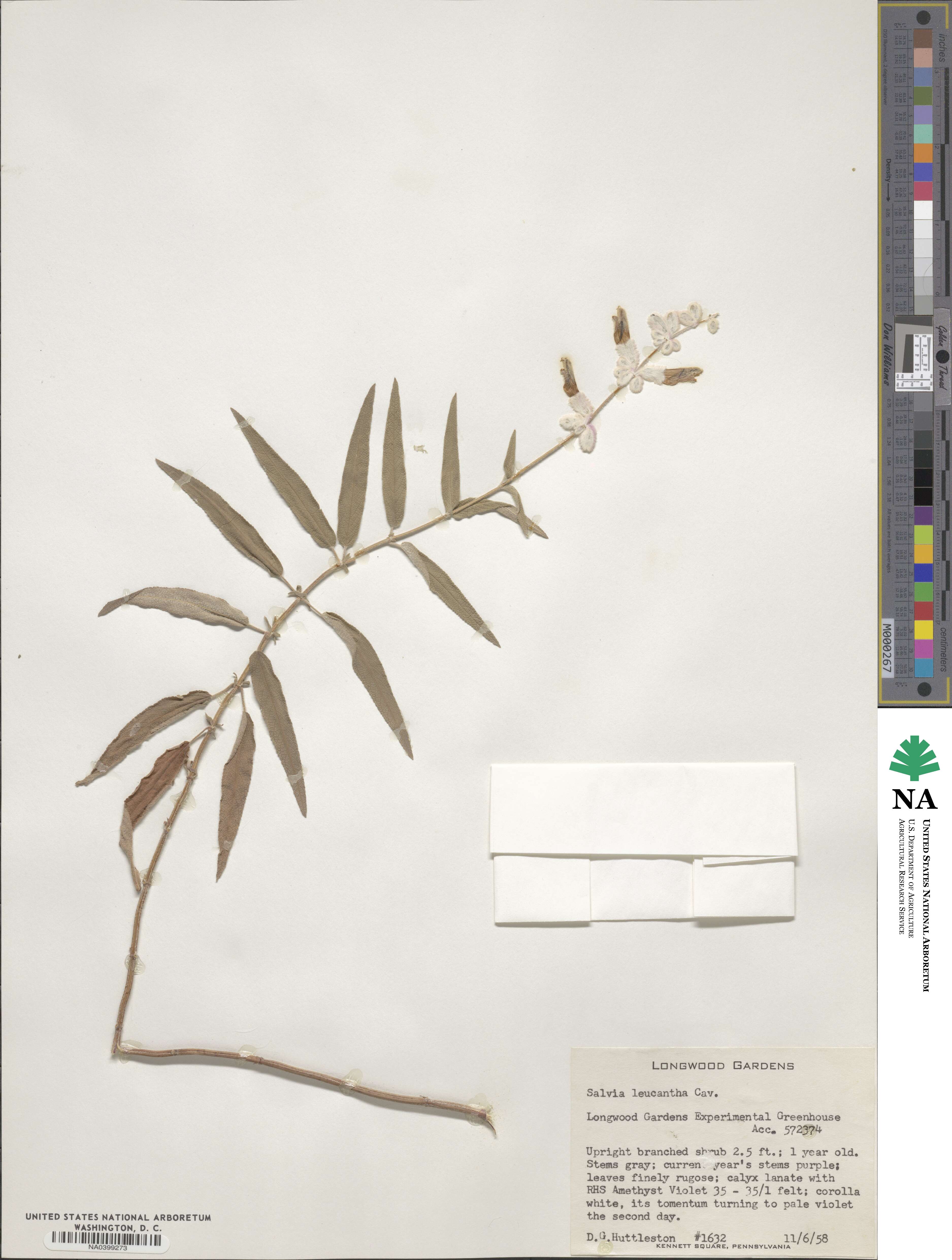 Salvia leucantha image