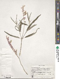 Salvia leucantha image