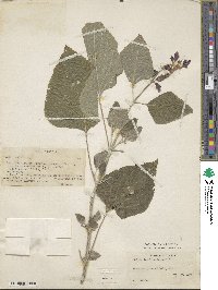 Salvia mexicana image