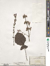 Salvia lyrata image