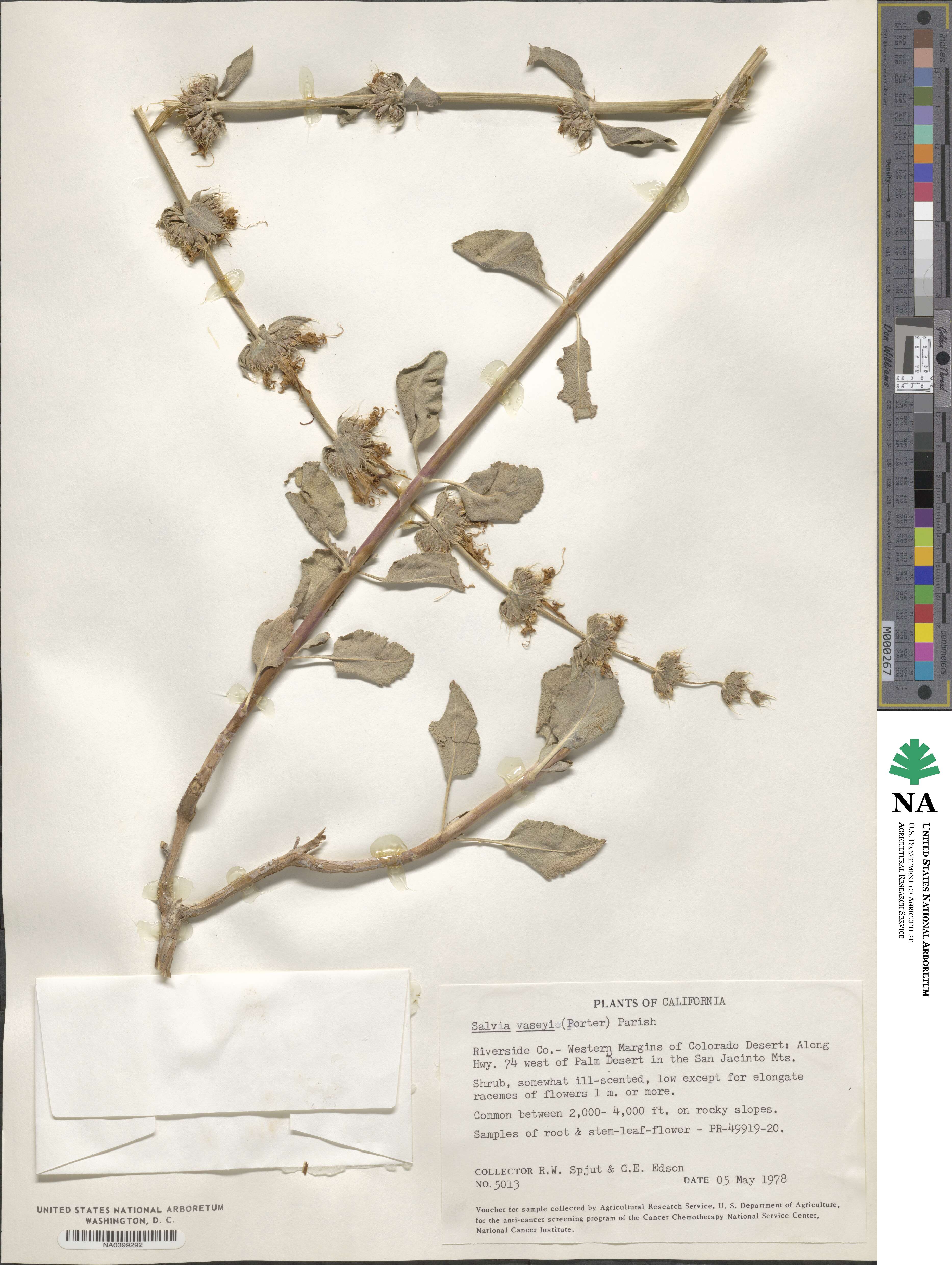 Salvia vaseyi image