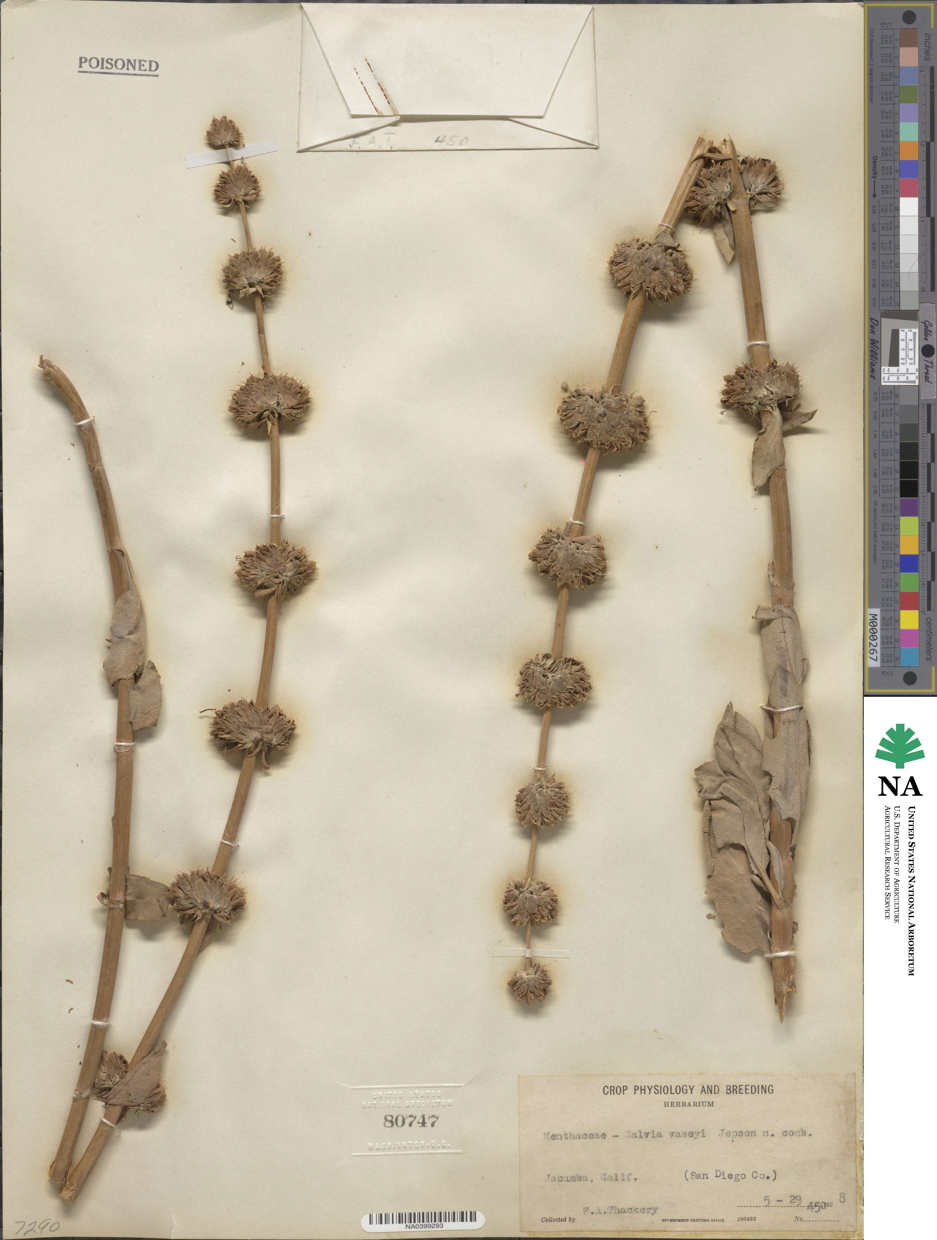 Salvia vaseyi image