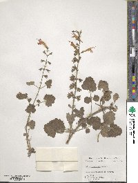 Salvia roemeriana image