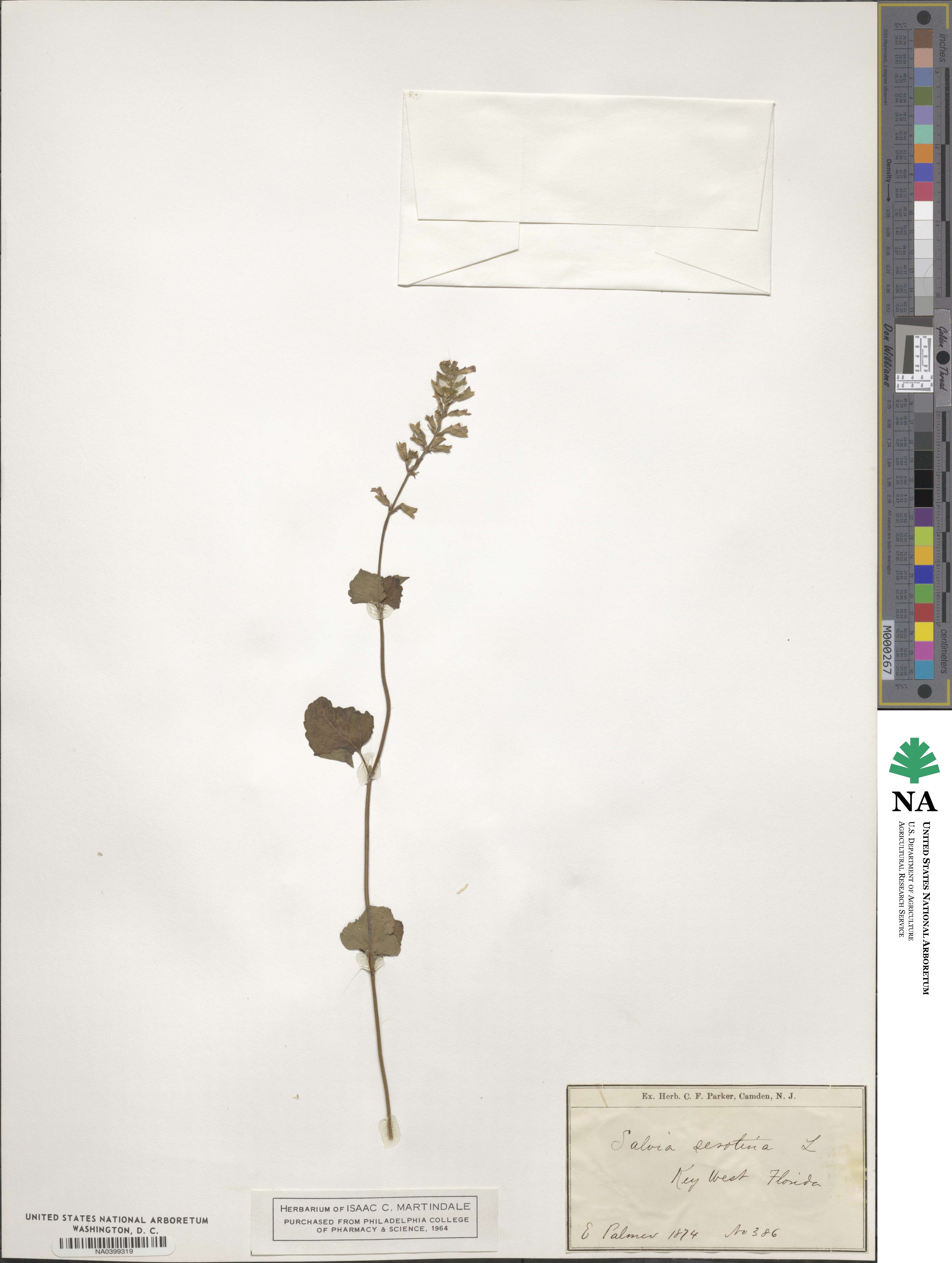 Salvia serotina image