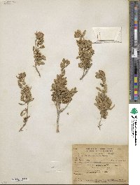 Salvia mohavensis image