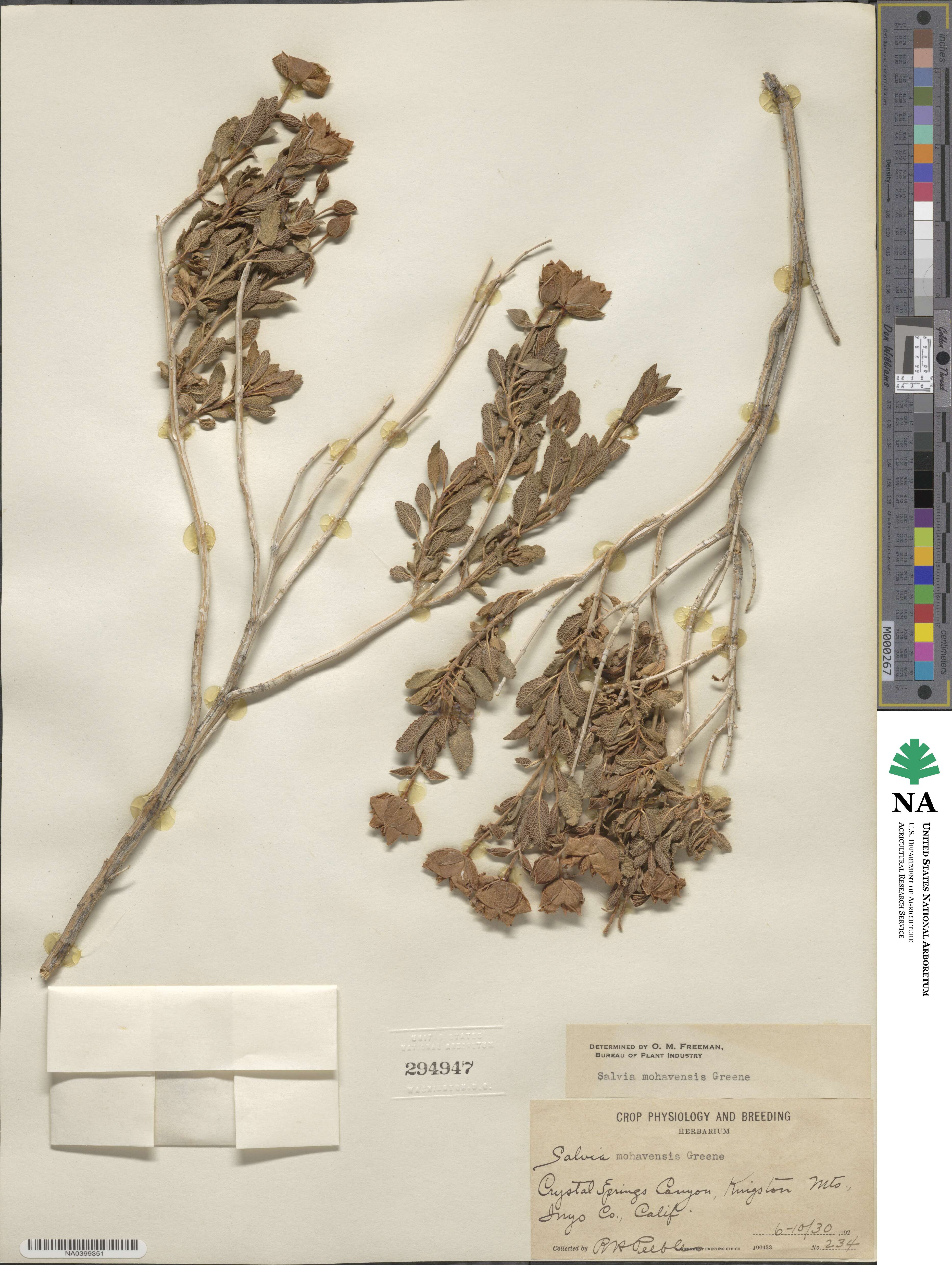 Salvia mohavensis image