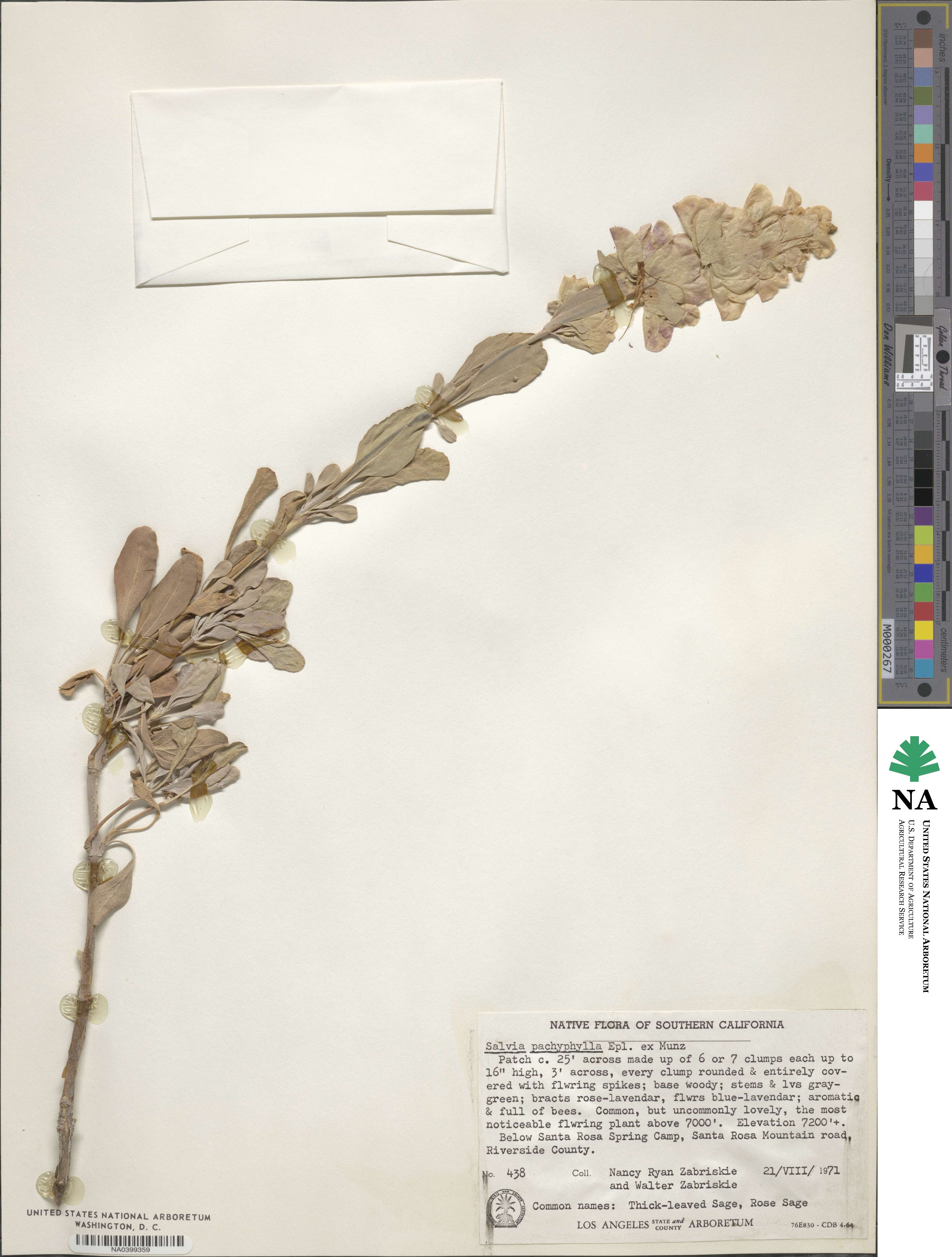Salvia pachyphylla image