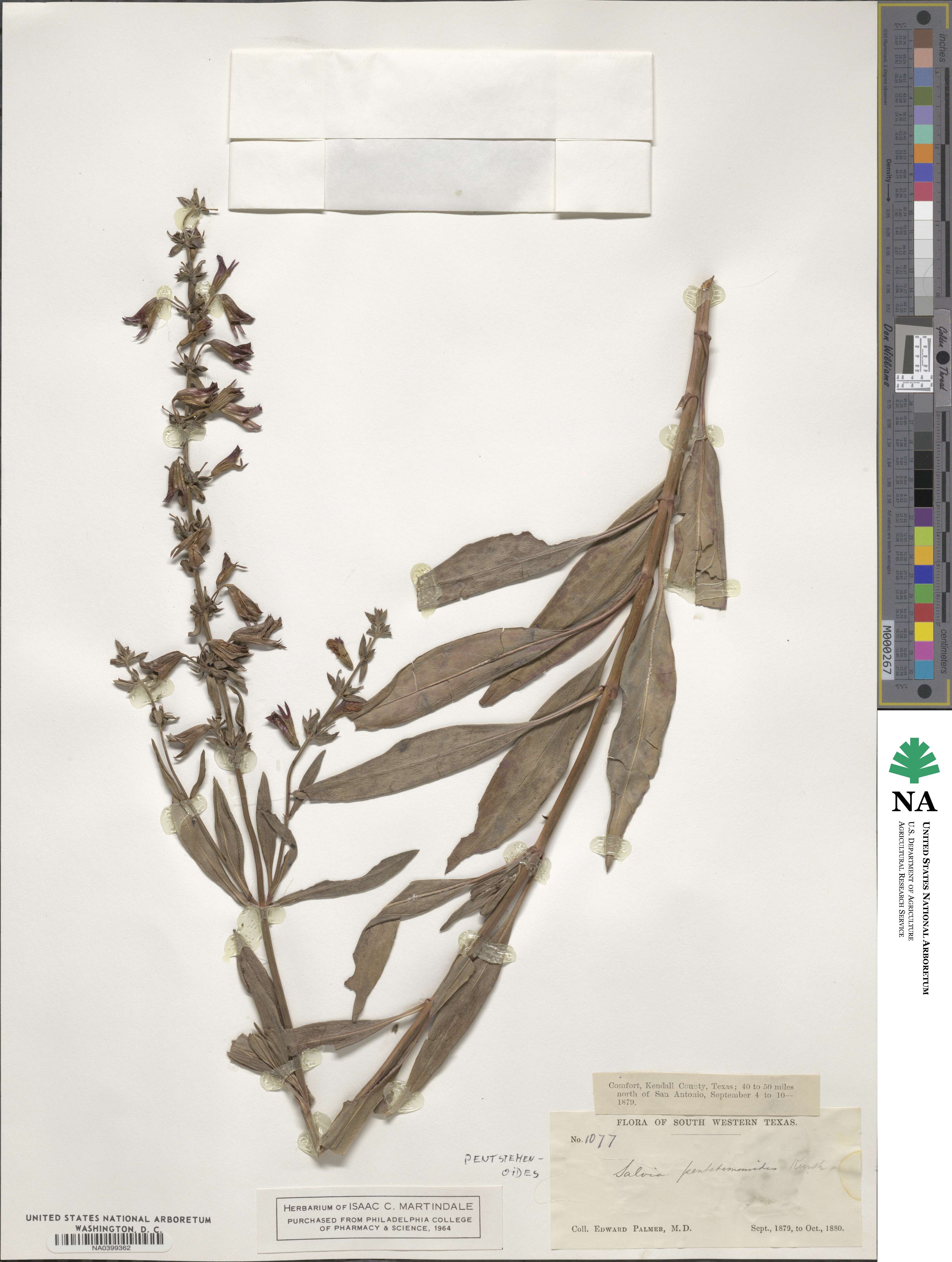 Salvia pentstemonoides image