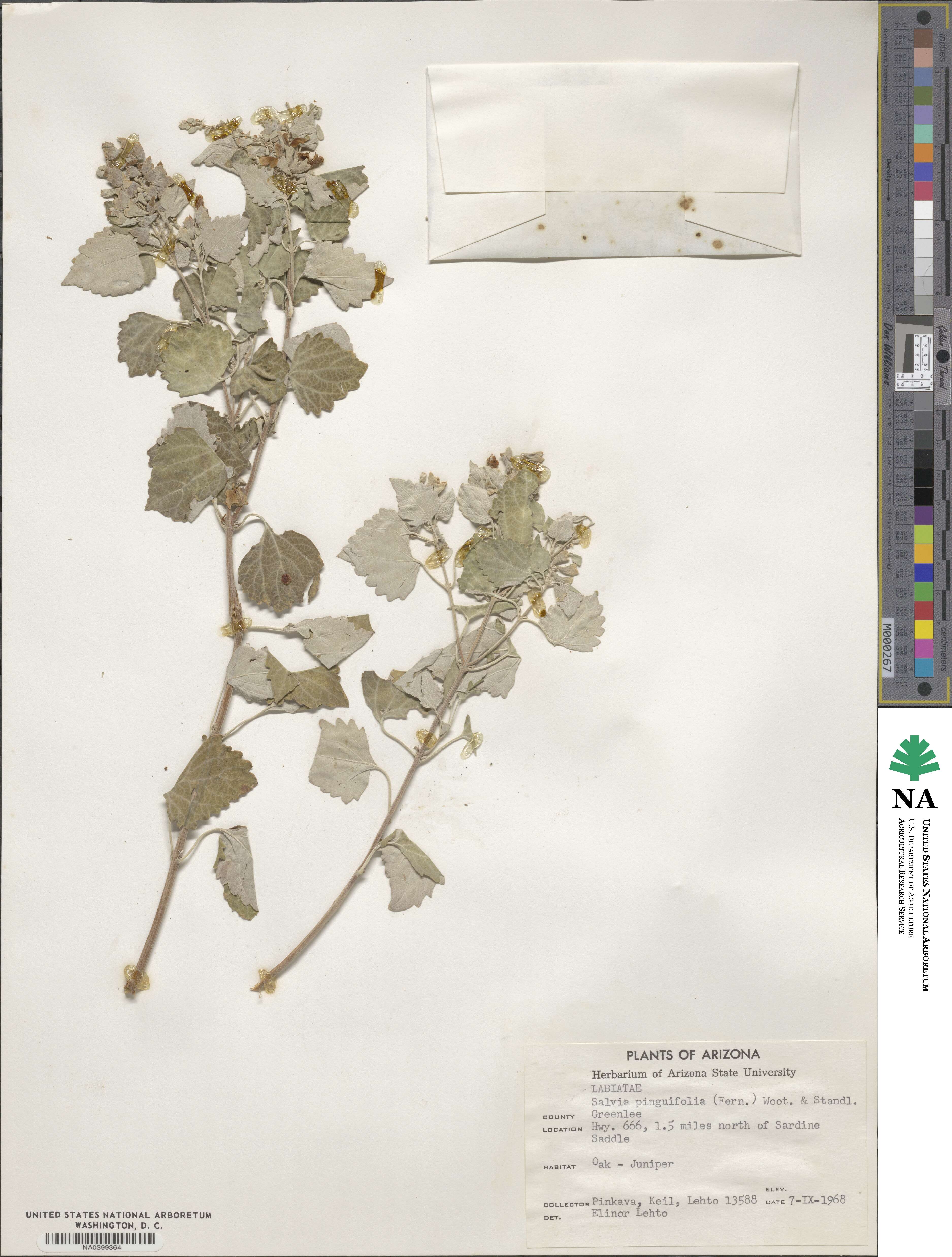 Salvia pinguifolia image