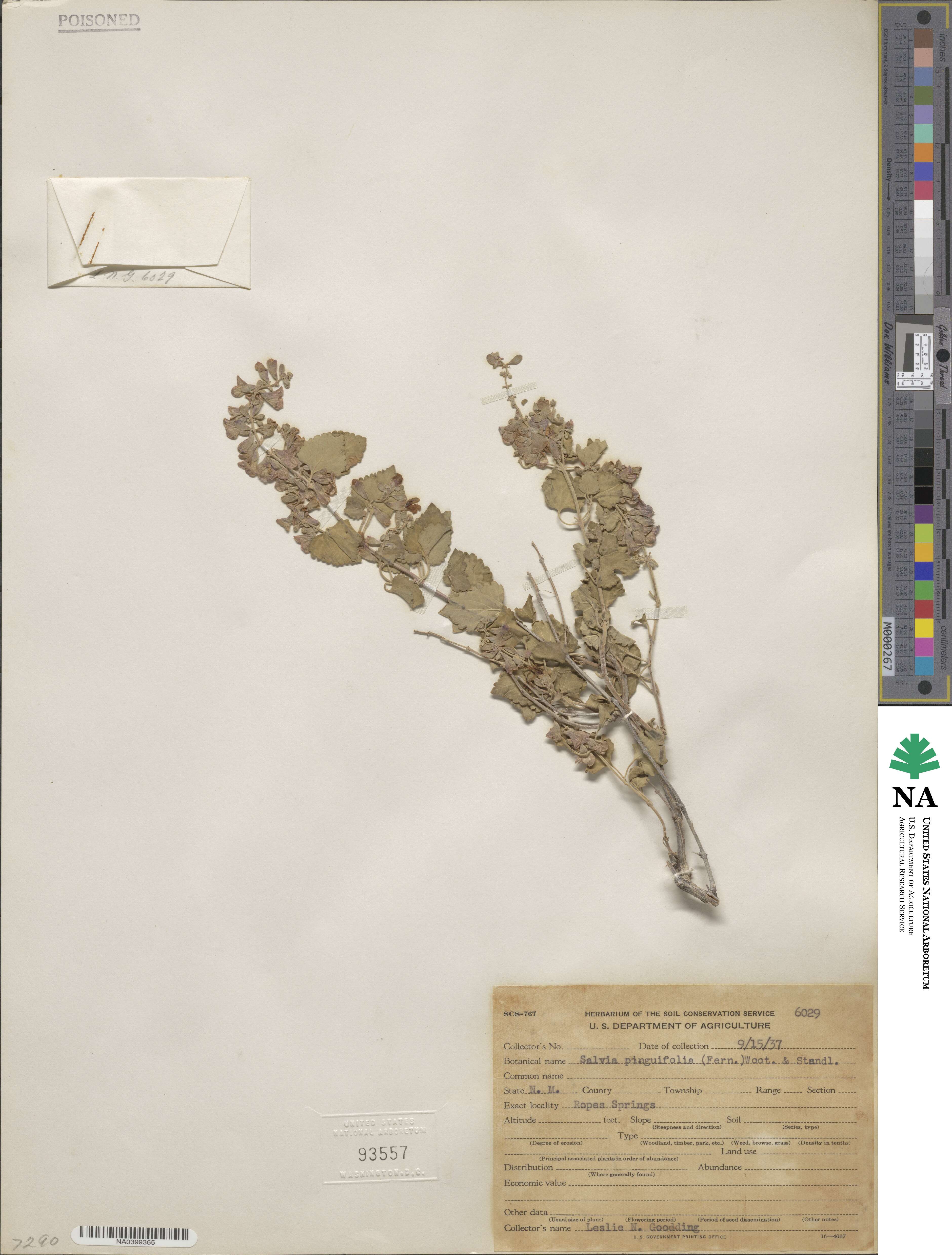 Salvia pinguifolia image