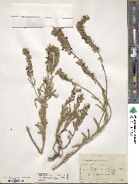 Salvia azurea image