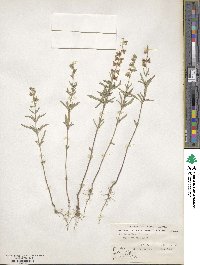 Salvia reflexa image