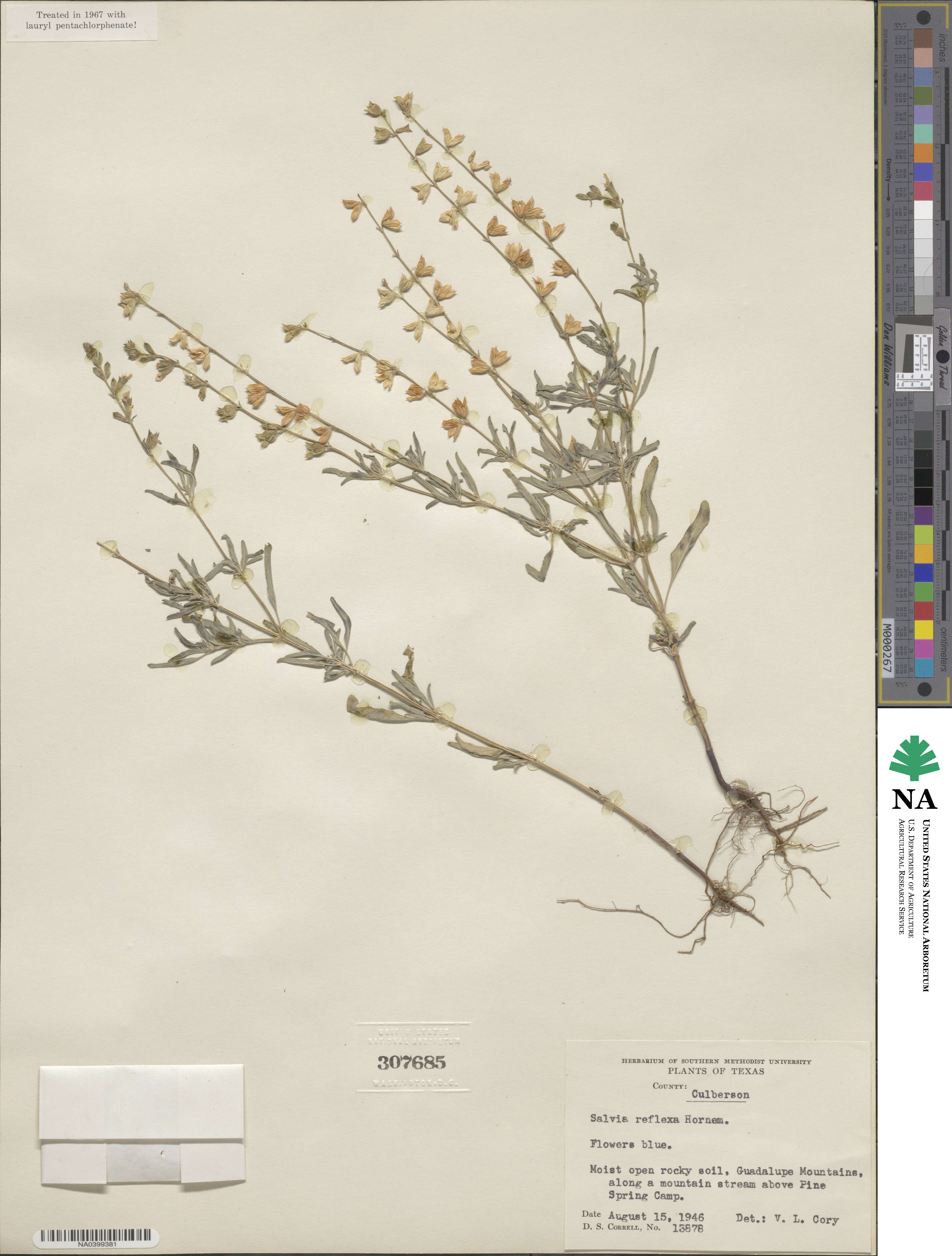 Salvia reflexa image
