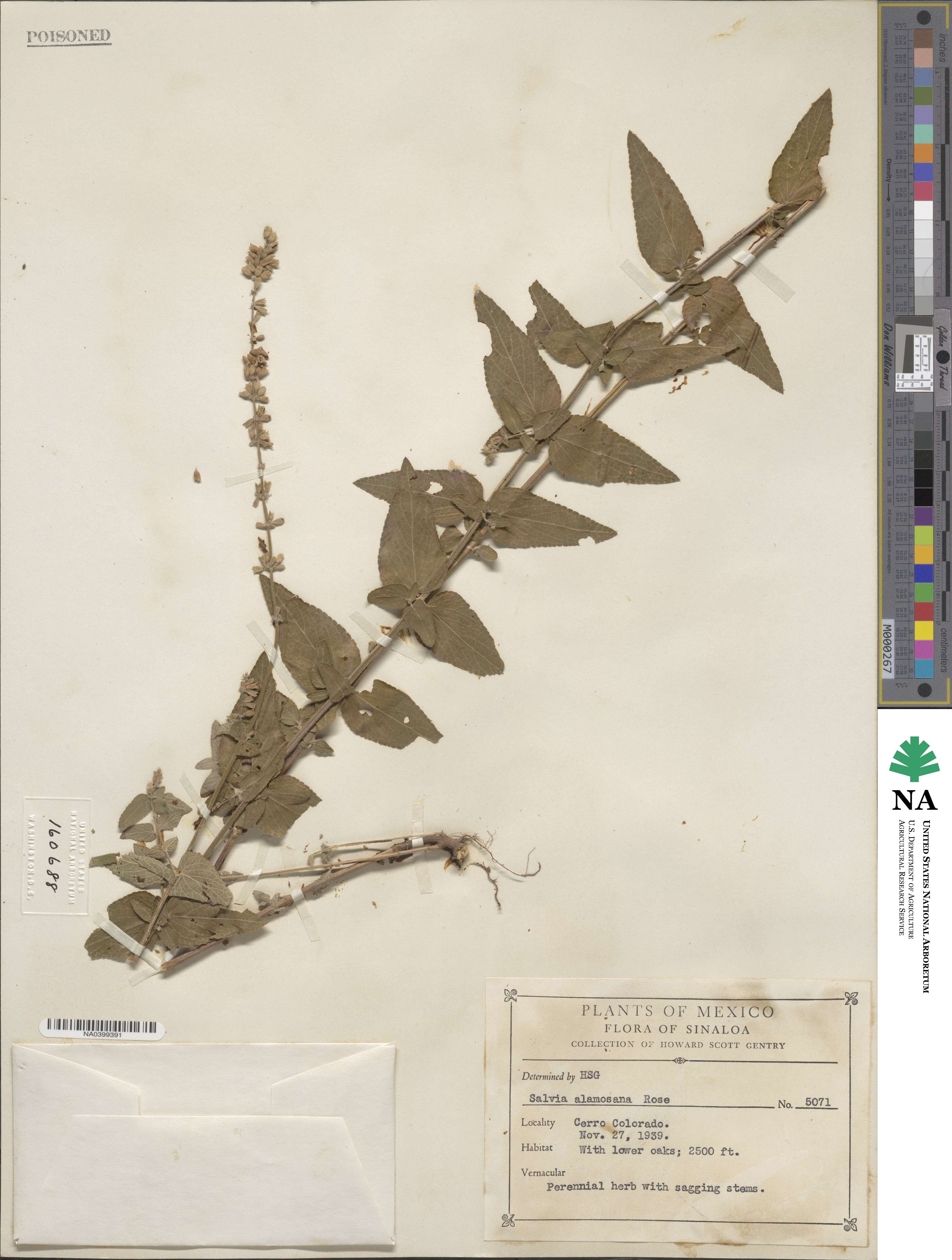 Salvia alamosana image