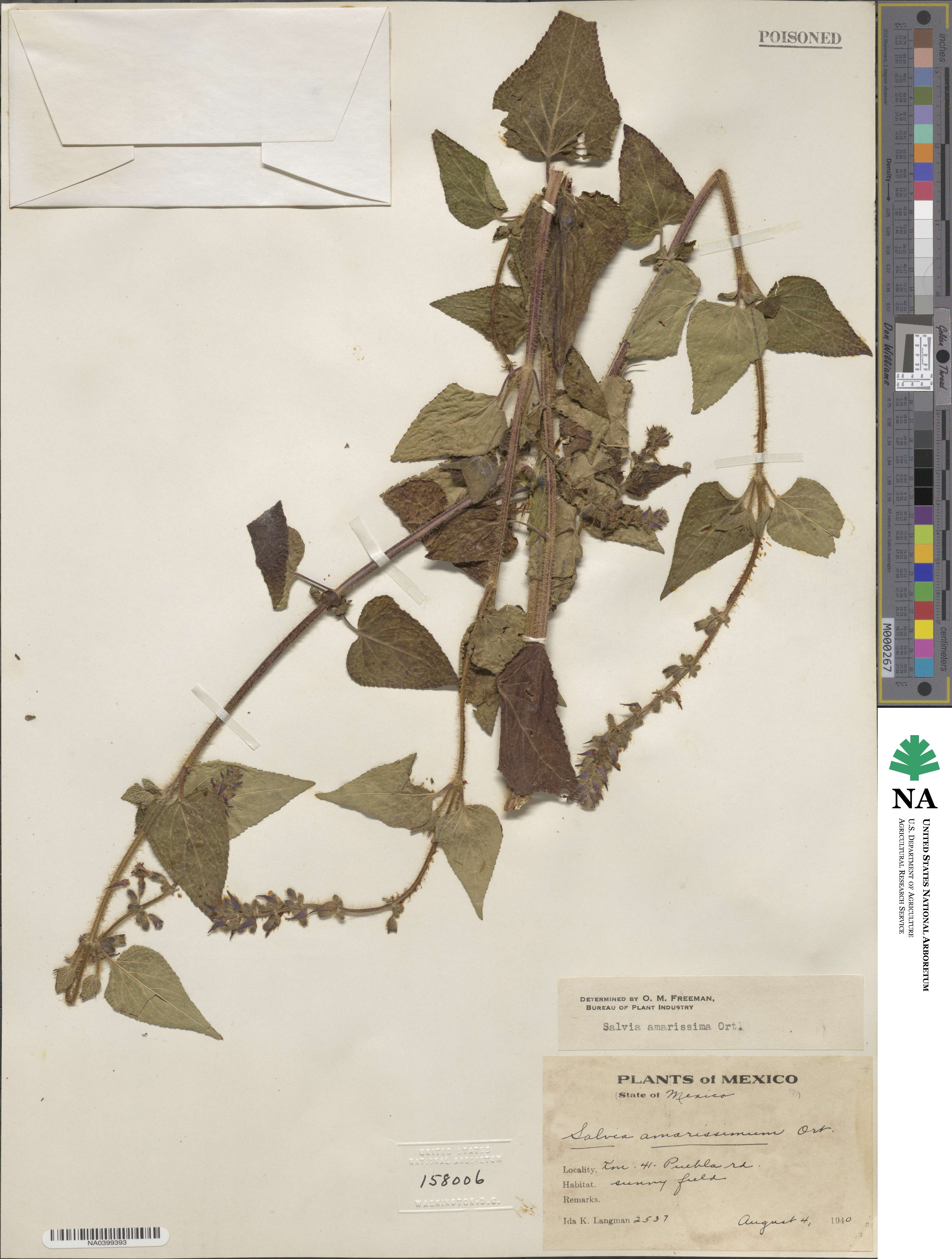 Salvia circinnata image