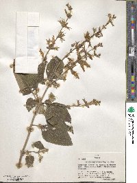 Image of Salvia angustiarum