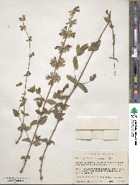 Salvia angustiarum image