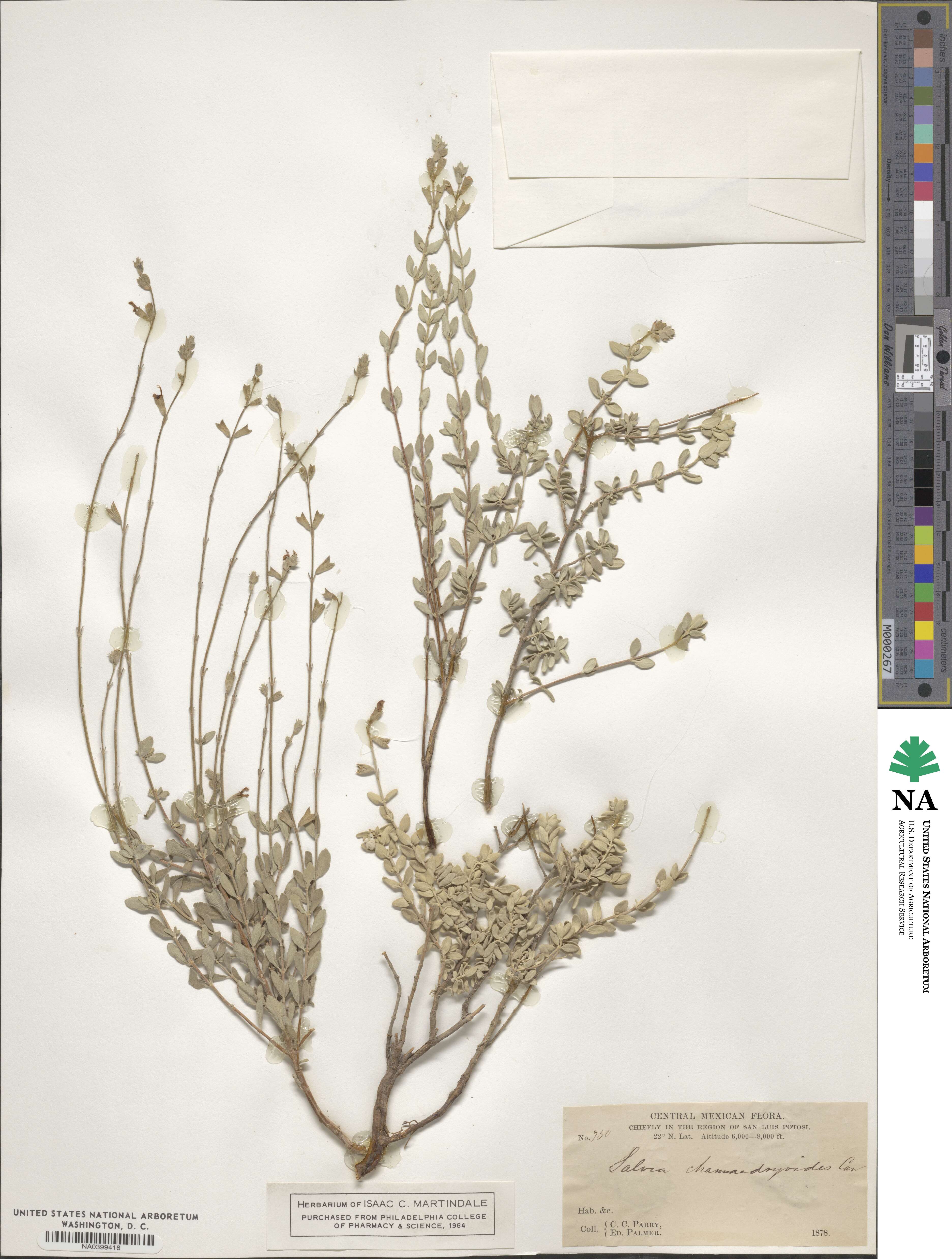 Salvia chamaedryoides image