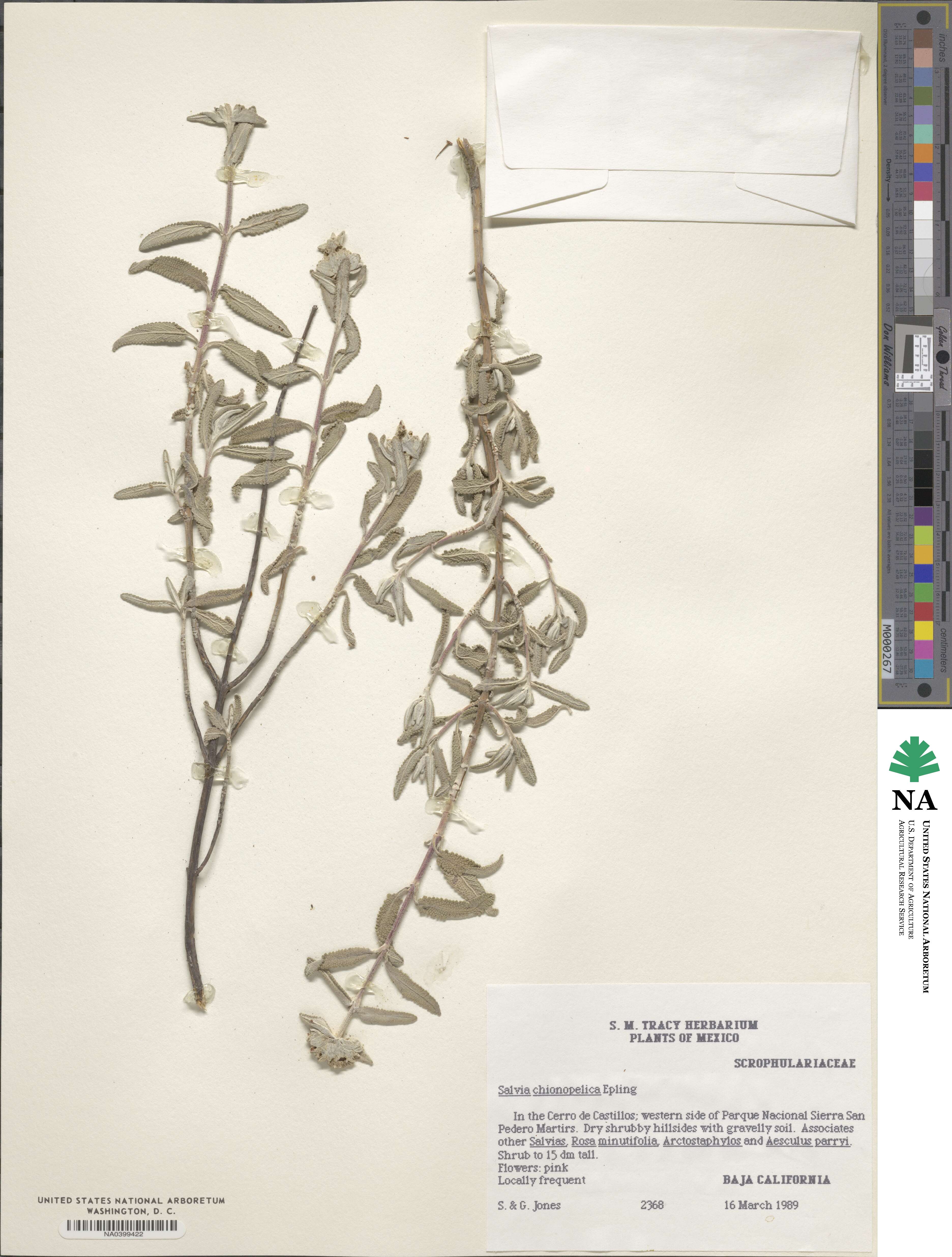 Salvia chionopeplica image