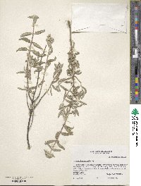 Salvia chionopeplica image