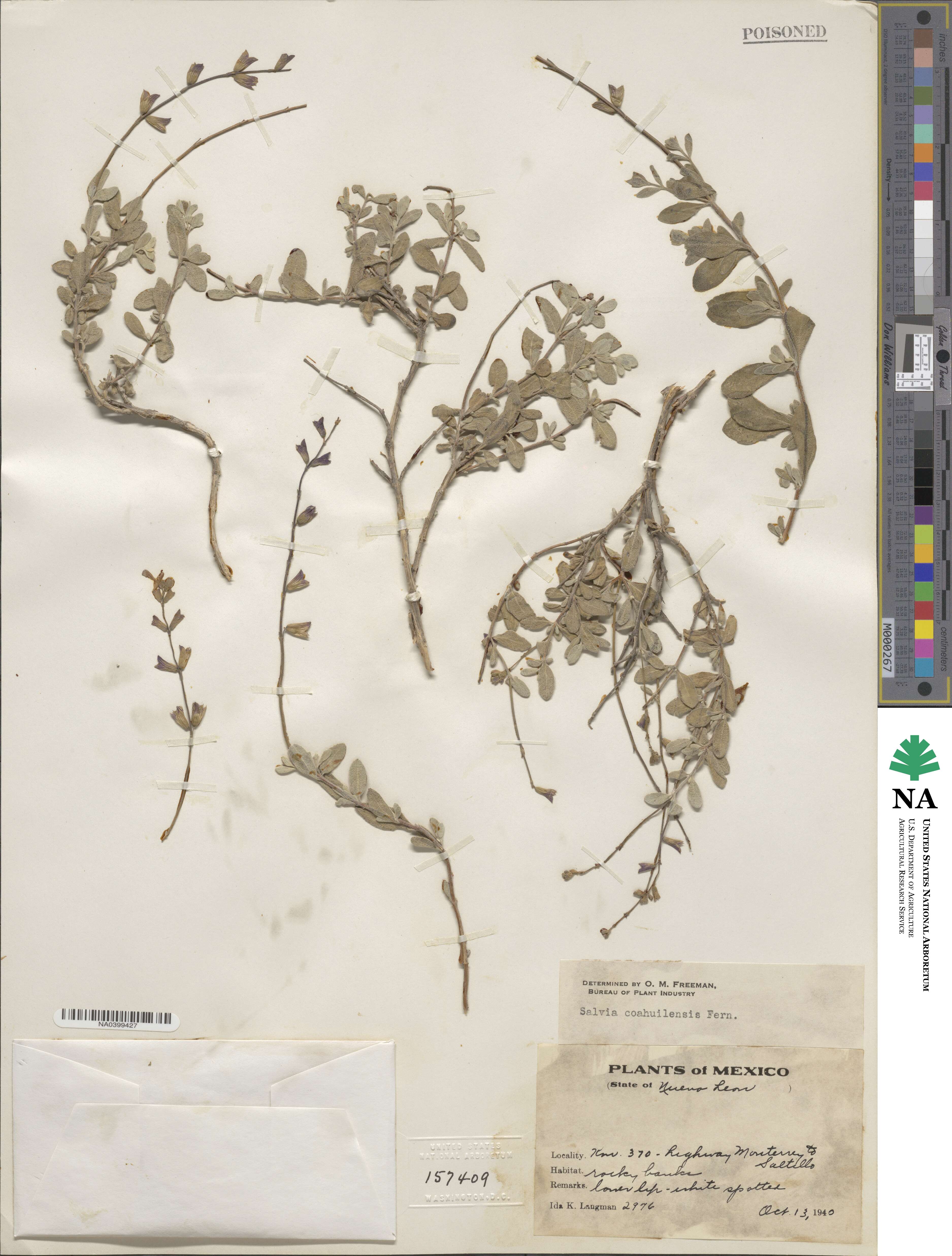 Salvia coahuilensis image