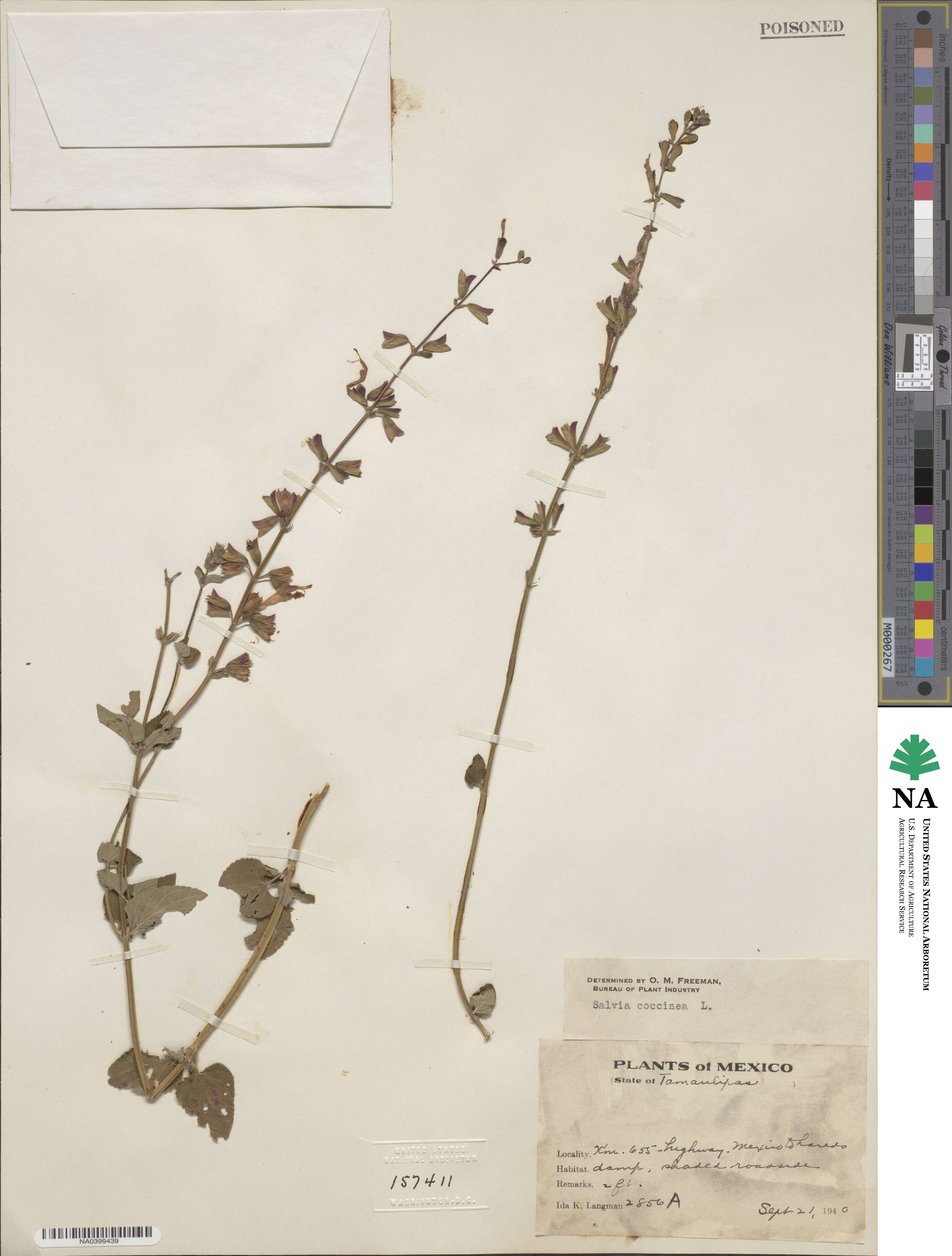 Salvia coccinea image