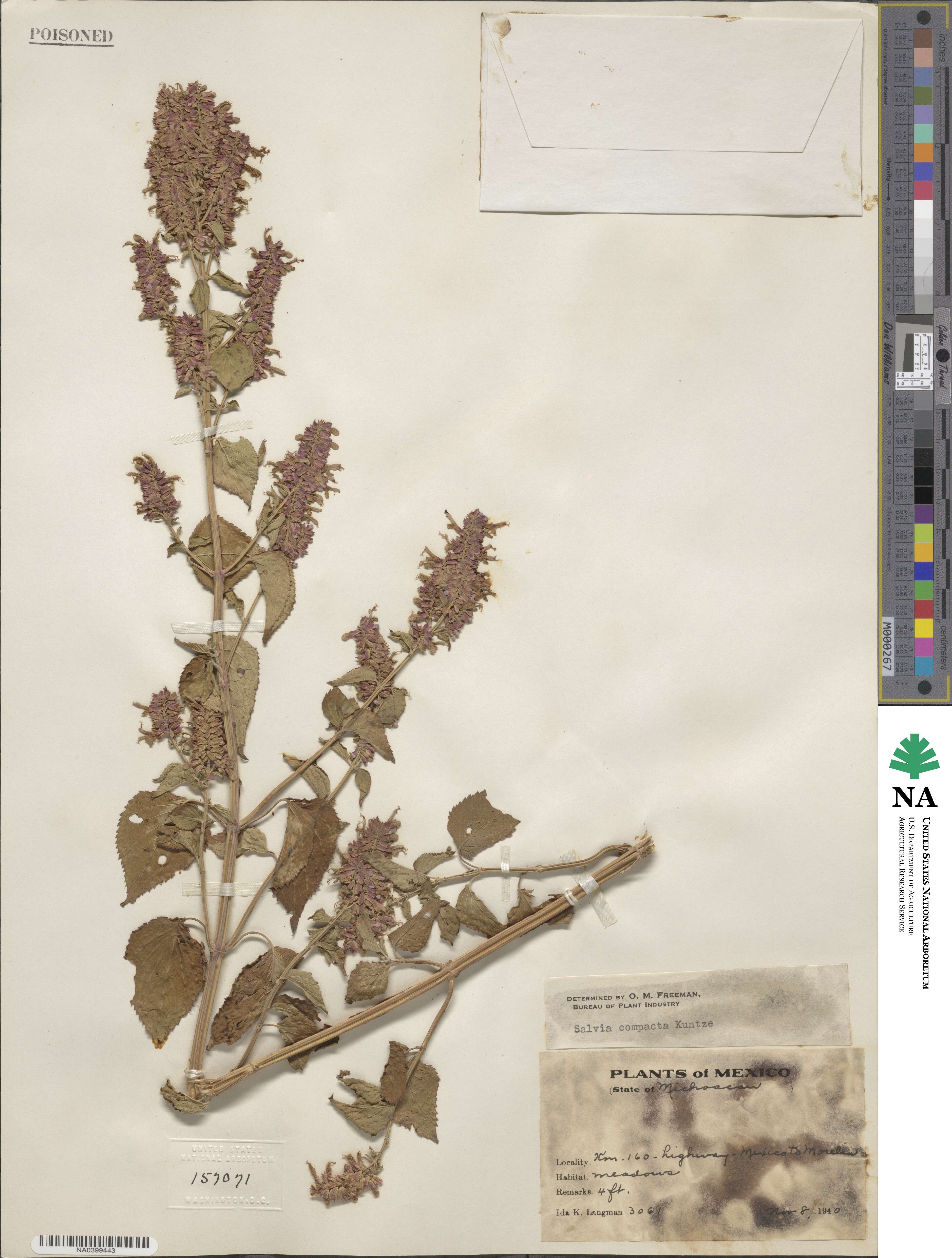 Salvia compacta image