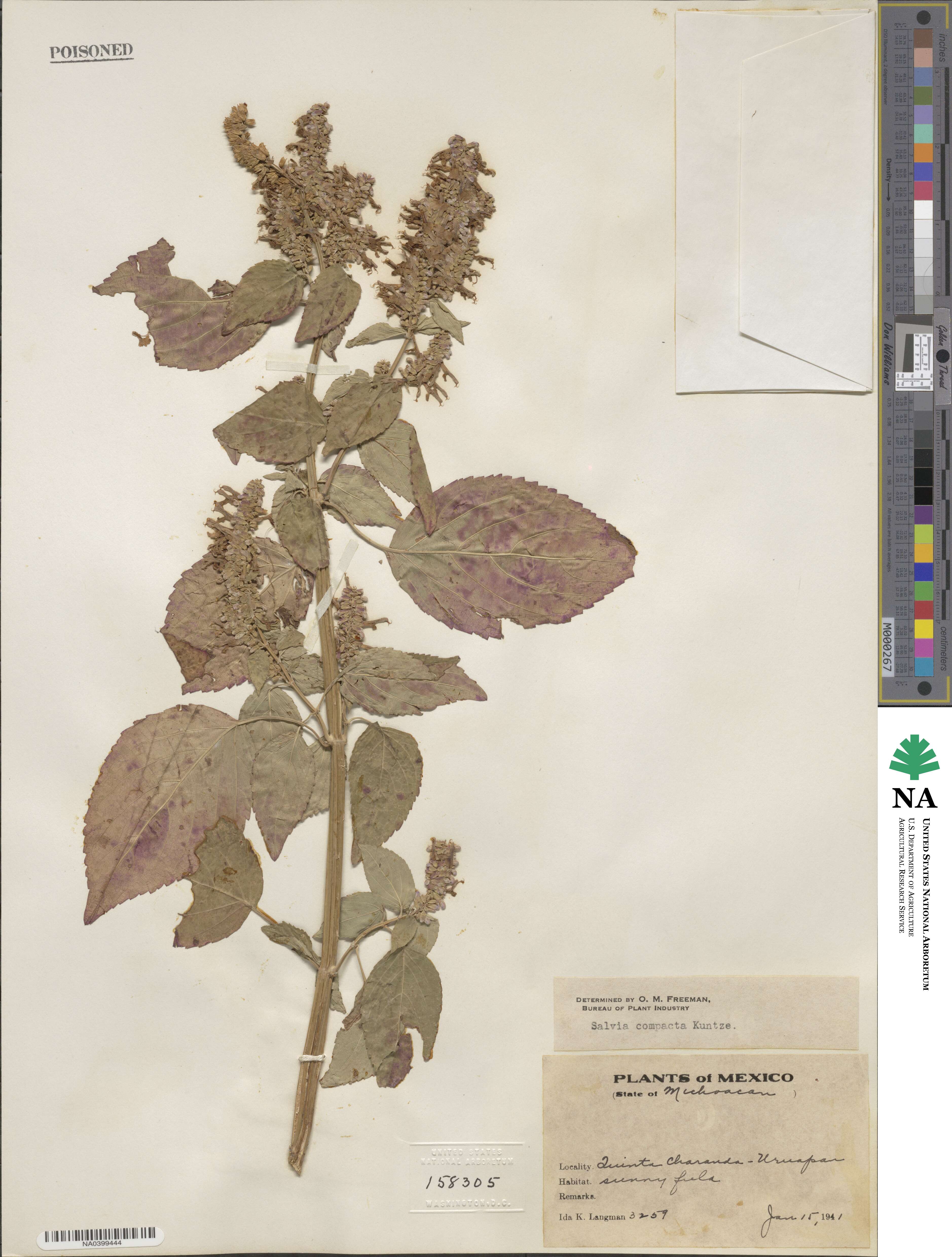 Salvia compacta image