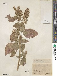 Salvia compacta image