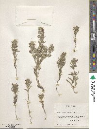 Salvia texana image