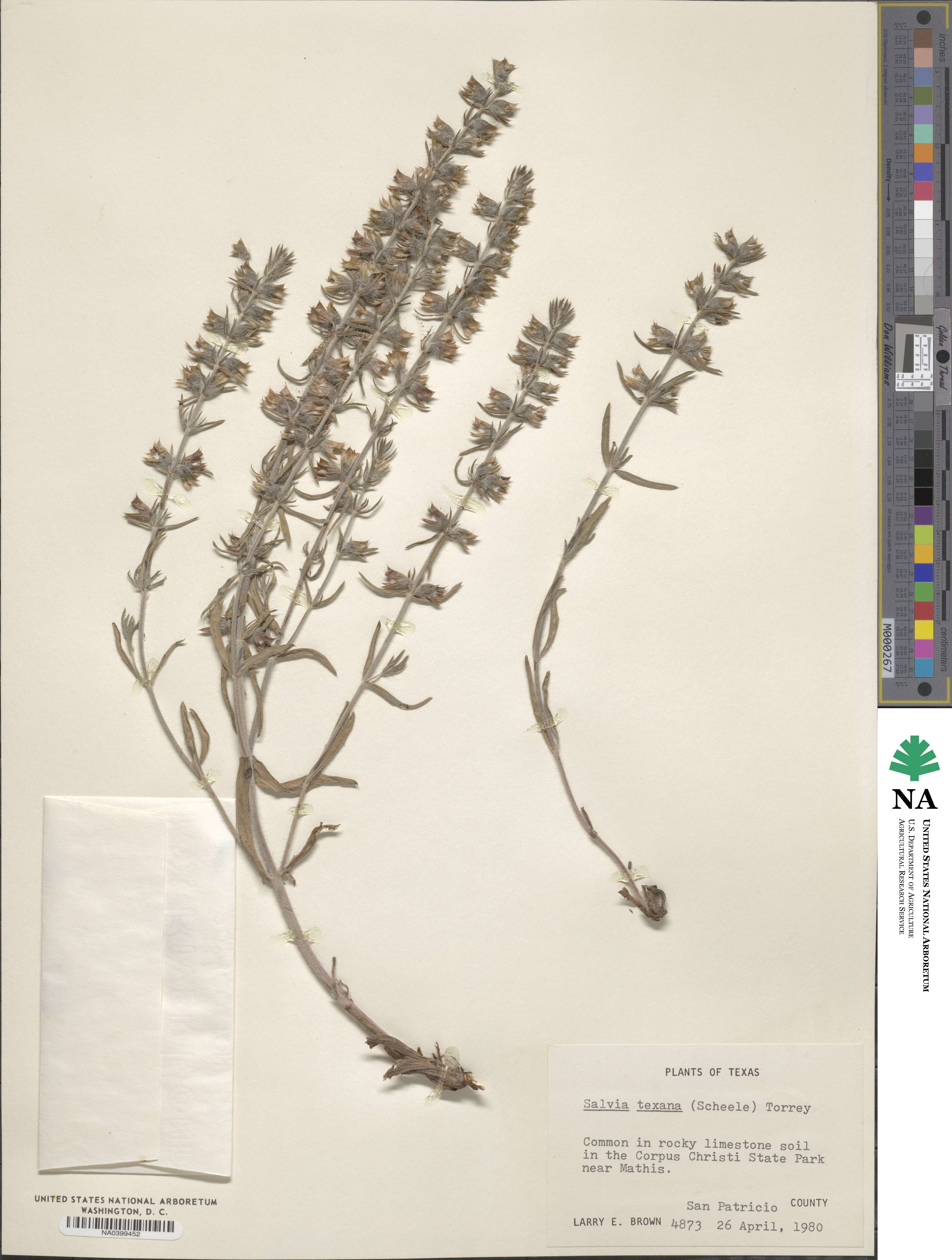 Salvia texana image