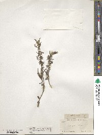 Salvia texana image