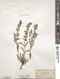 Salvia texana image