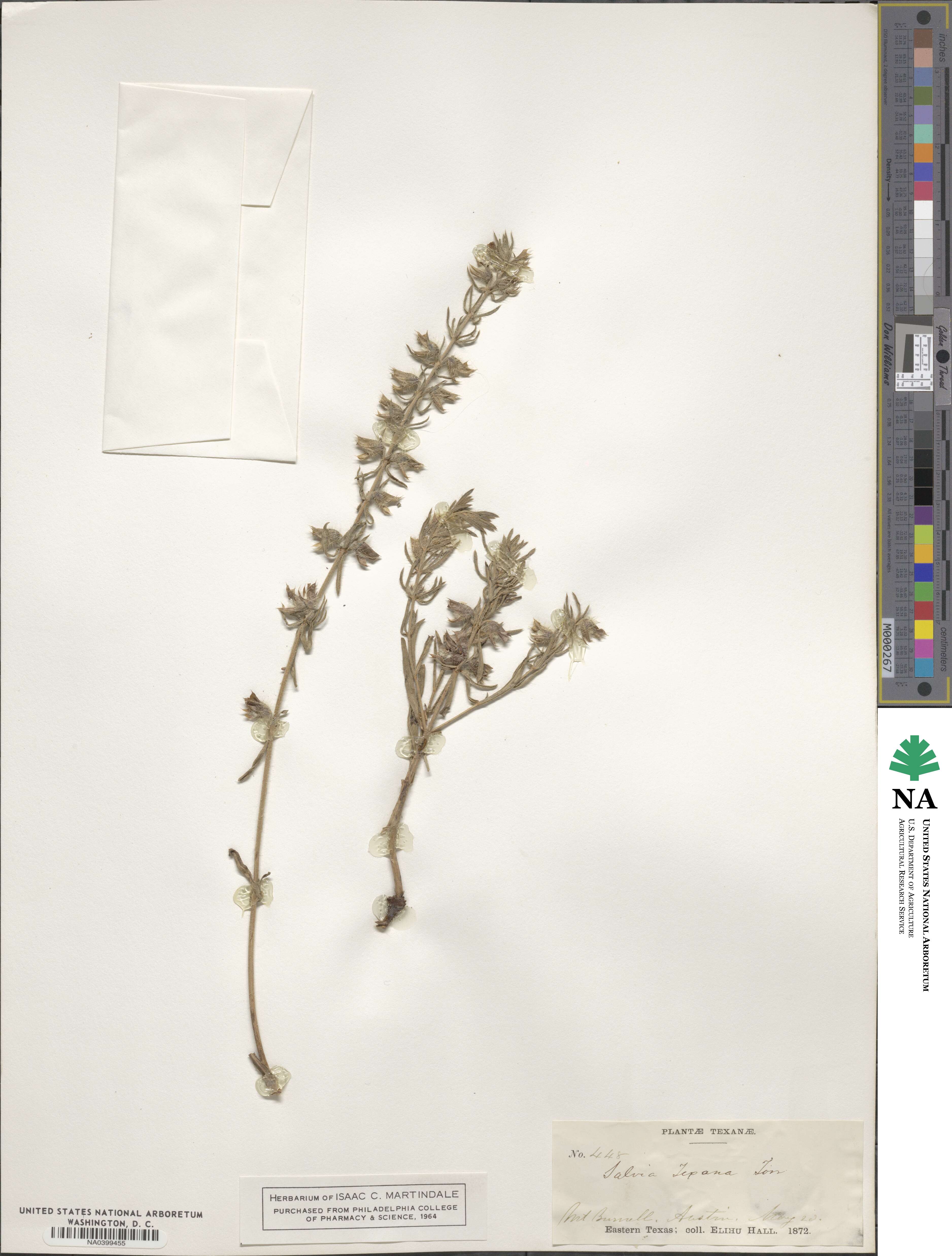 Salvia texana image