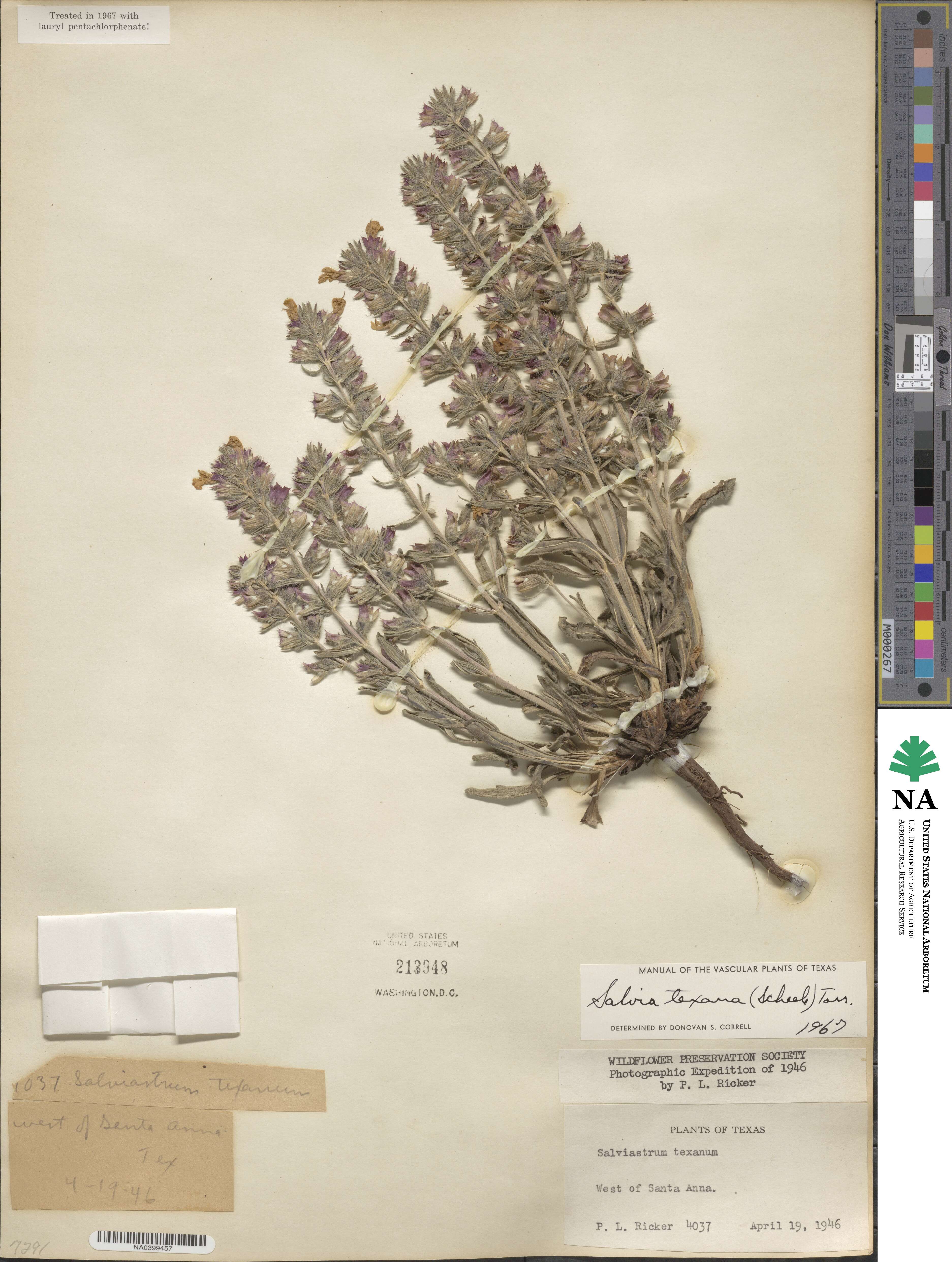 Salvia texana image