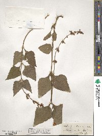 Salvia urticifolia image