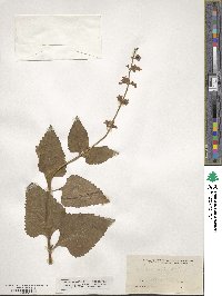 Salvia urticifolia image