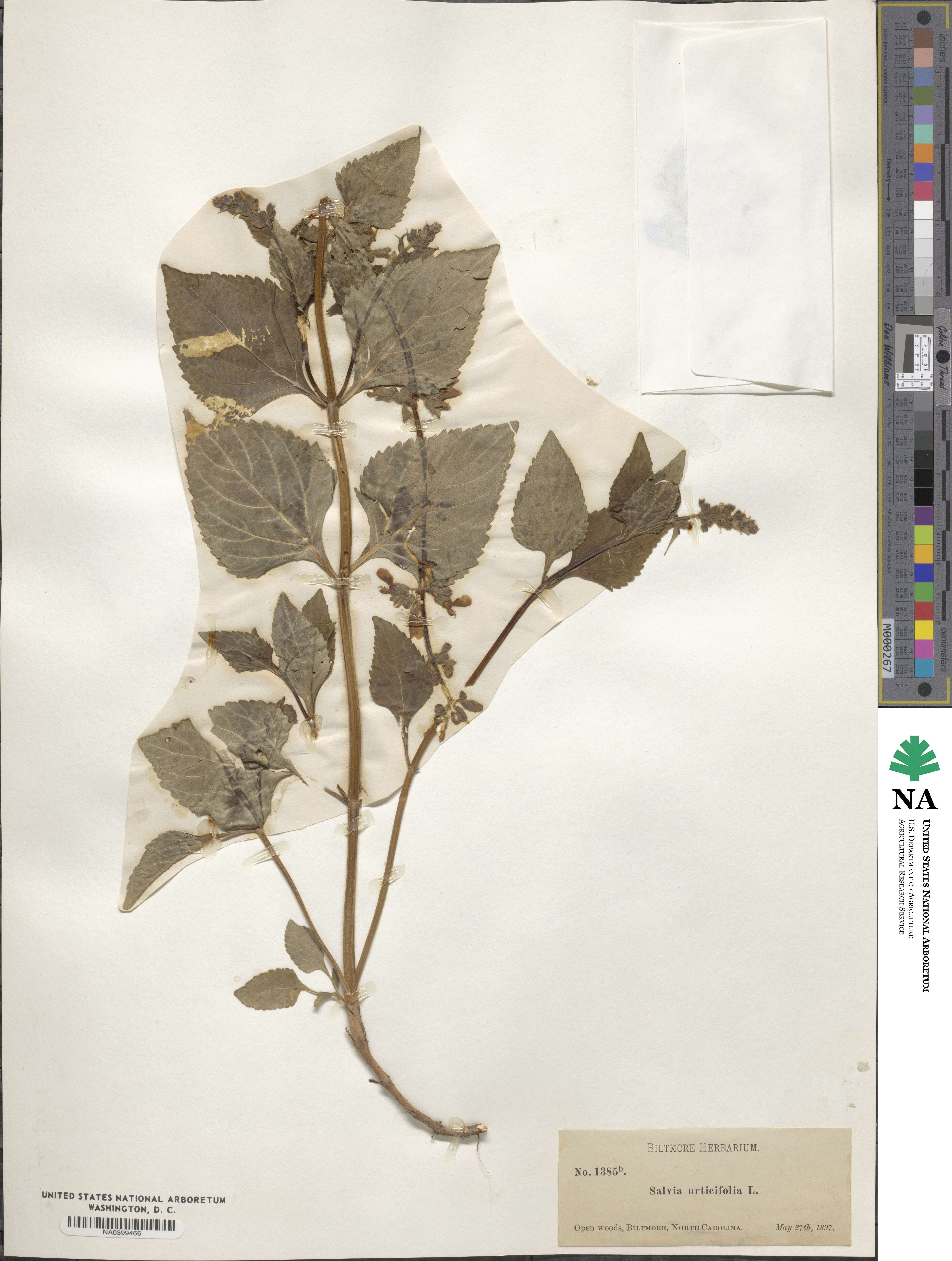 Salvia urticifolia image