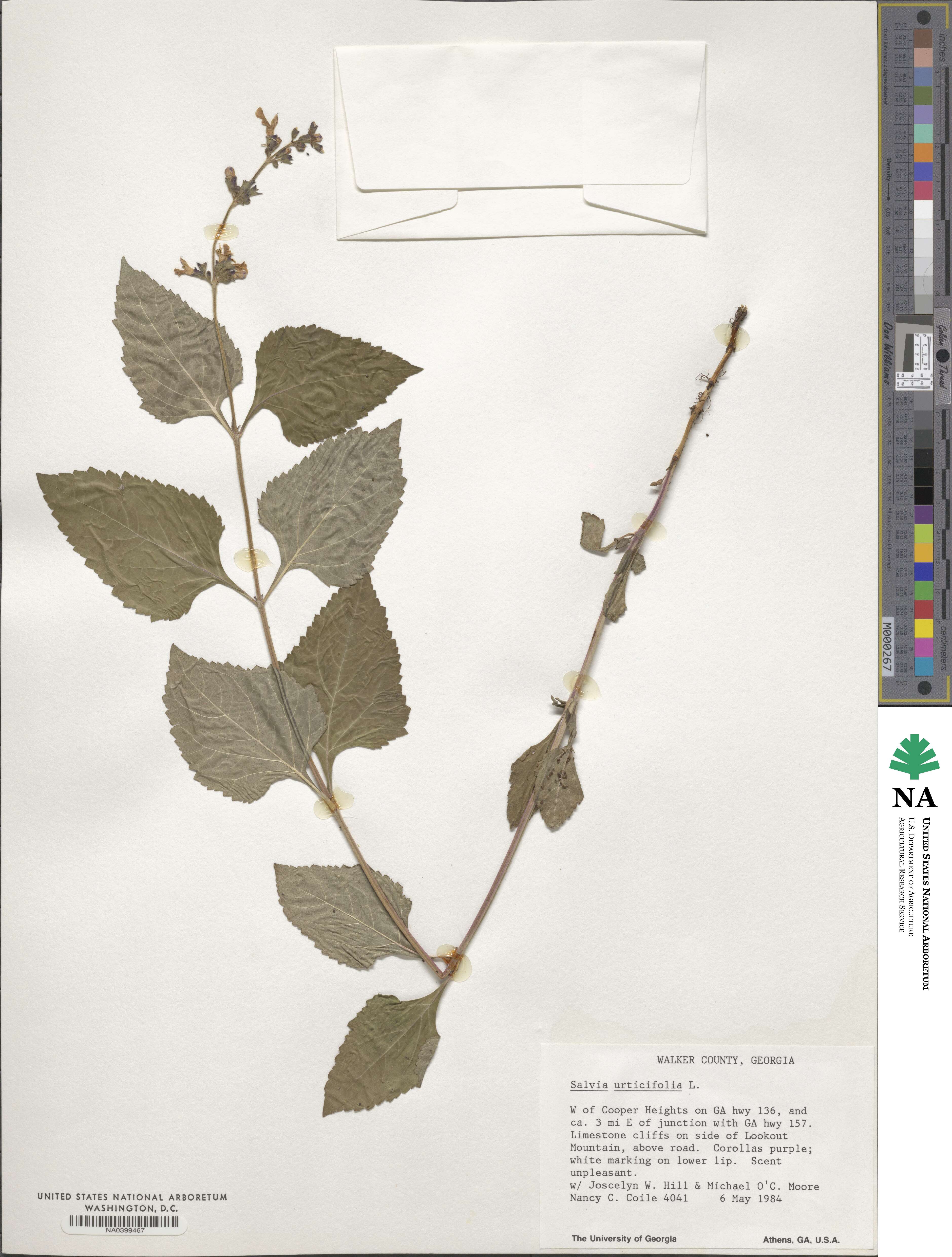 Salvia urticifolia image
