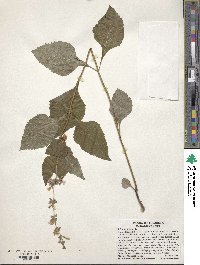 Salvia urticifolia image