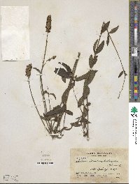 Salvia lavanduloides image