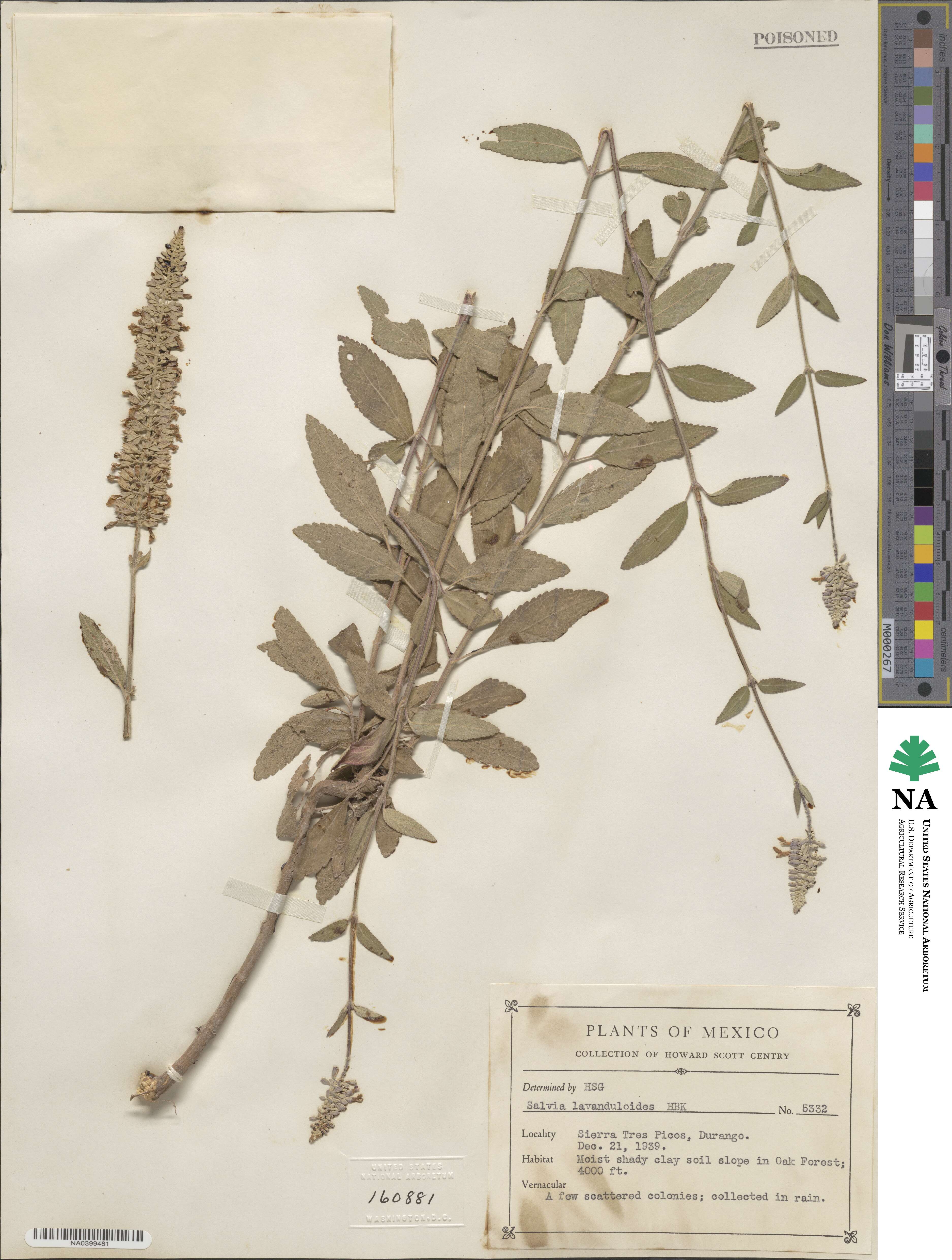 Salvia lavanduloides image