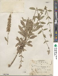 Salvia lavanduloides image