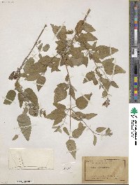 Salvia prunelloides image