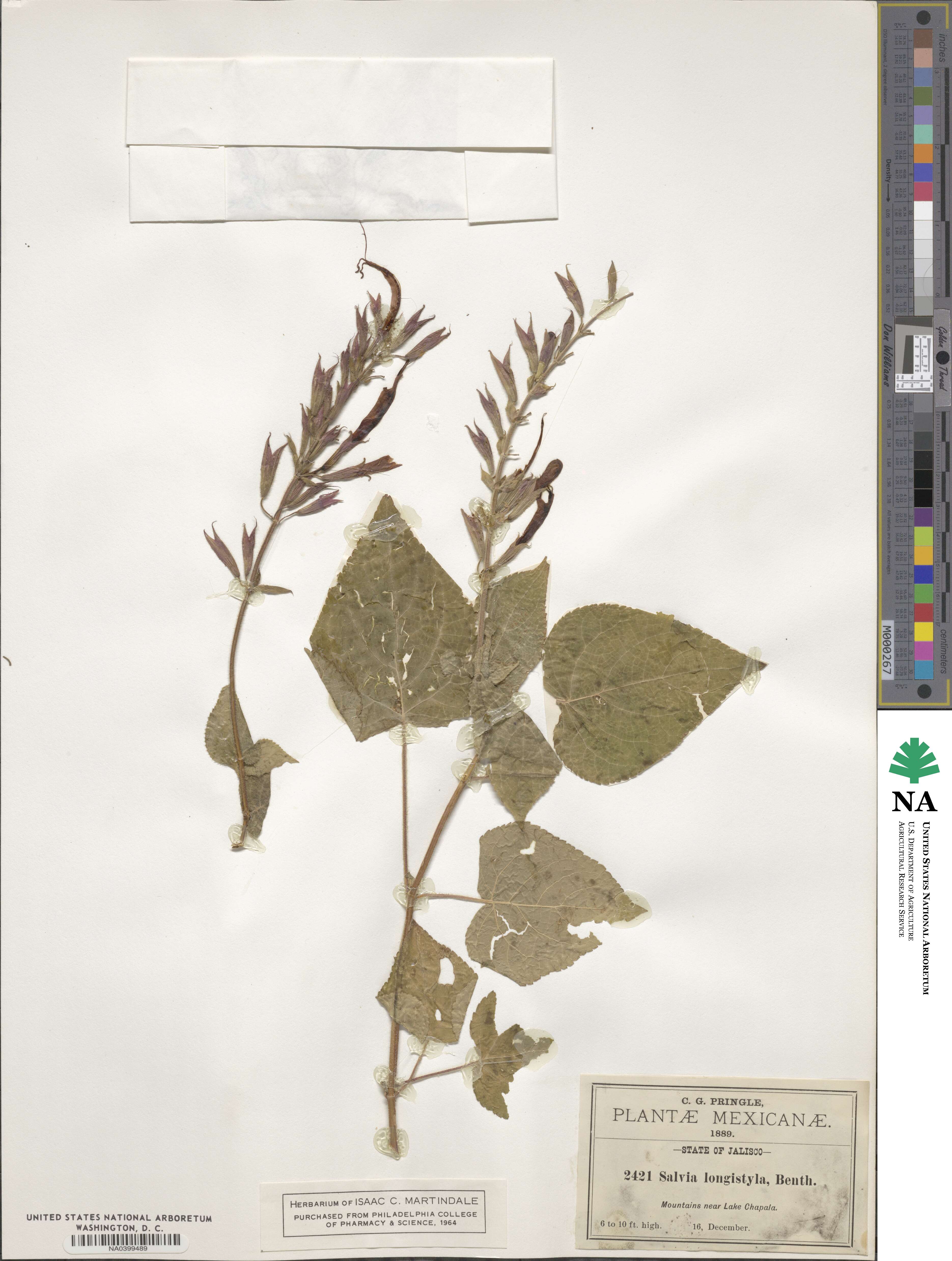 Salvia longistyla image