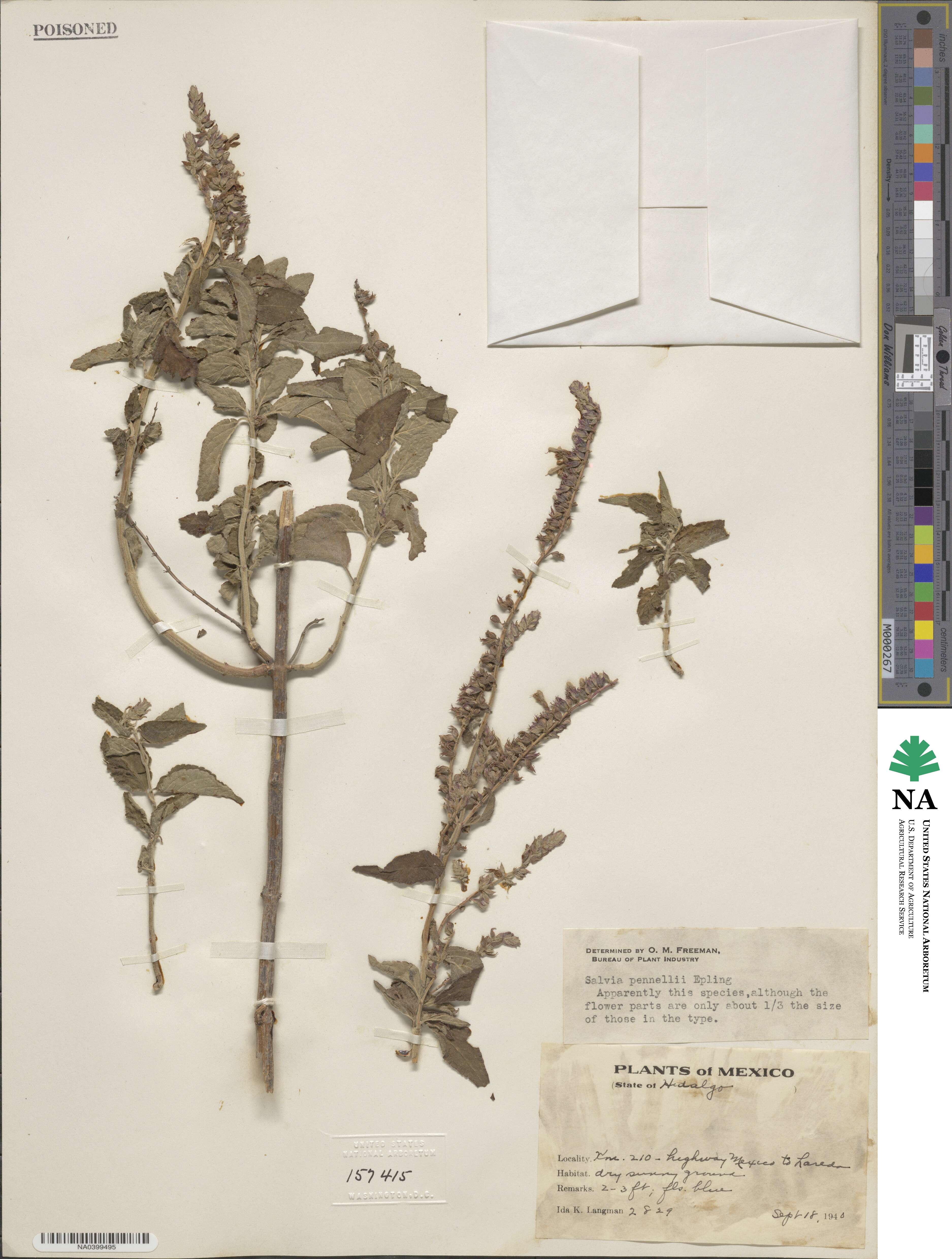 Salvia pennellii image