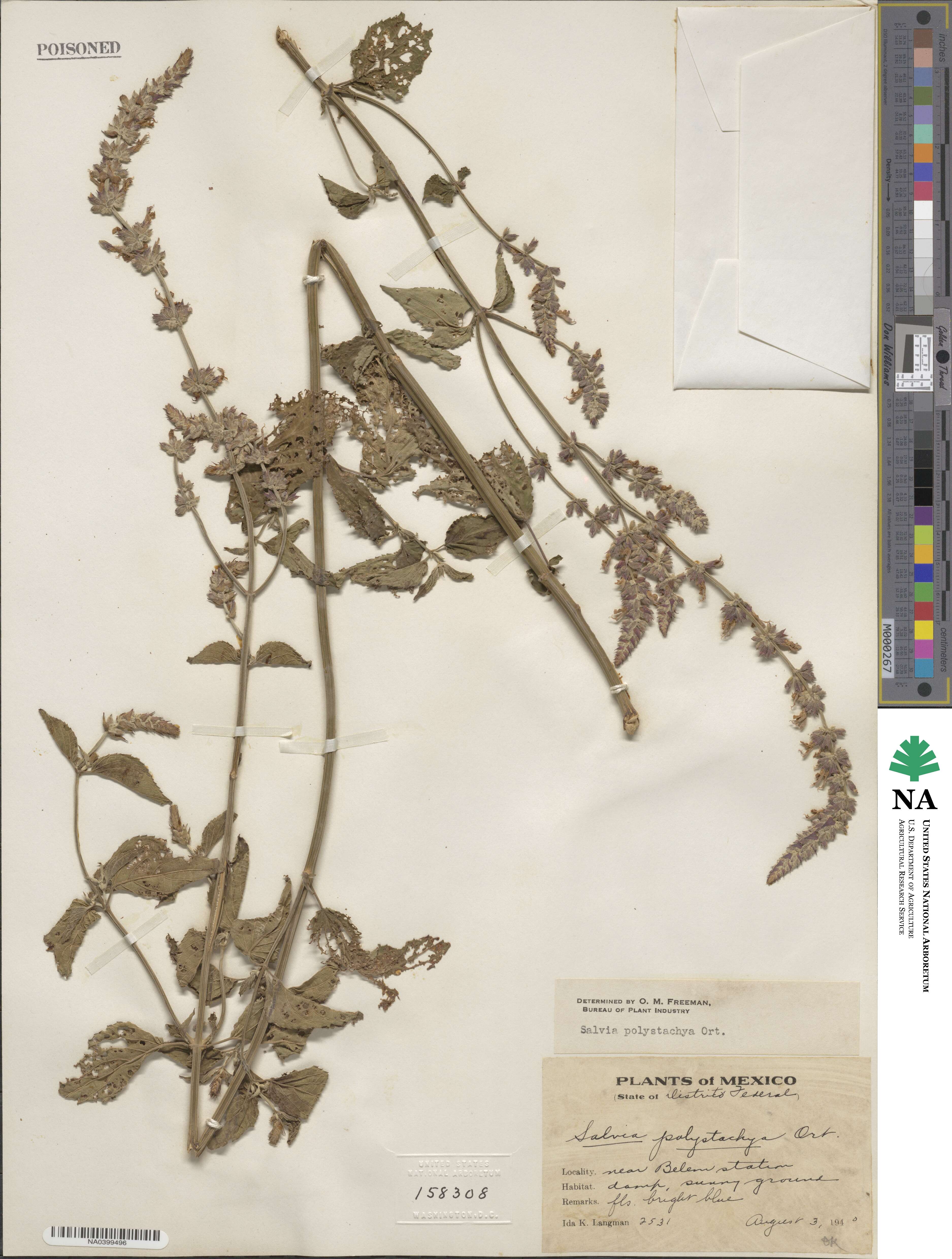 Salvia xalapensis image